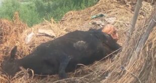 तीन दिन से मृत पड़े  गौवंश को नोंच कर खा रहे आवारा कुत्ते
