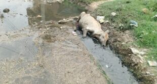 कई घंटों से गाय का शव नाले में पड़ा , जिम्मेदार बेखबर