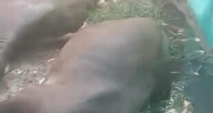 दो भैंसों की हाईटेंशन लाइन के सपोर्ट वायर में करंट आने से मौत