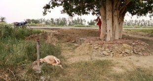 ज्योरा पारवाला में दो मृत गोवंश मिलने से ग्रामीणों में चिंता, कारणों की पुष्टि नहीं