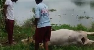 कुंवरगांव में करंट की चपेट में आने से गौवंश की मौत दो दिन तक ट्रांसफार्मर केबिन में पड़ा रहा शव