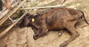 गौशाला में अव्यवस्थाओं का आरोप, भाकियू ने डीएम को सौंपा ज्ञापन