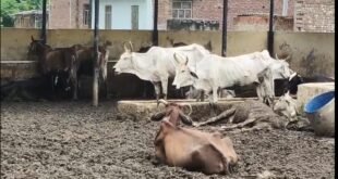 गौवंश आश्रय स्थल में मिली अव्यवस्थाएं, एनजीओ को नोटिस