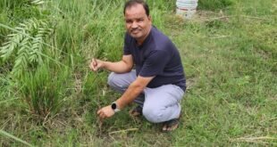 पर्यावरण संरक्षण: कछला एवं उसहैत क्षेत्र में रोपे गए 400 पौधे, खनन पट्टा धारक के प्रतिनिधि ने की पहल