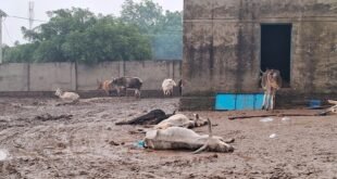 गौशाला में गोवंश की स्थिति का निरीक्षण, उपचार शुरू