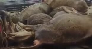ब्यौर गौशाला में गोवंशीय पशुओं की स्थिति खराब, 25 की मौत का दावा